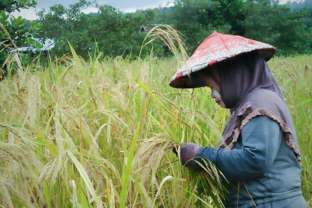 Jadilah seperti padi yang semakin berisi semakin menunduk