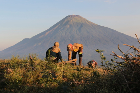 Tandur Harapan