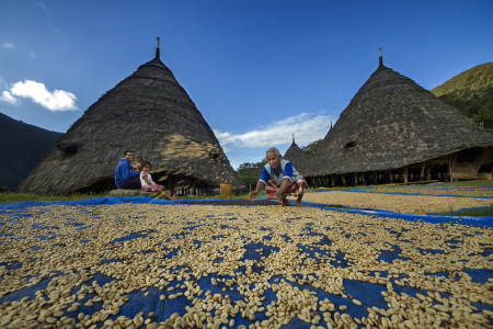 Menjemur Biji Kopi Wae'rebo