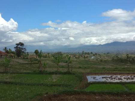 Suasana sawah kekeringan