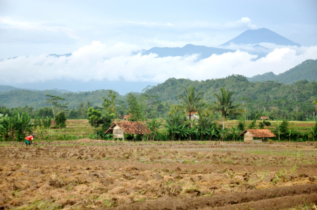 Petani Desa