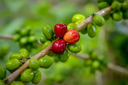 Biji Kopi Arabica Gayo