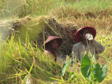 Romatisme Seorang Petani