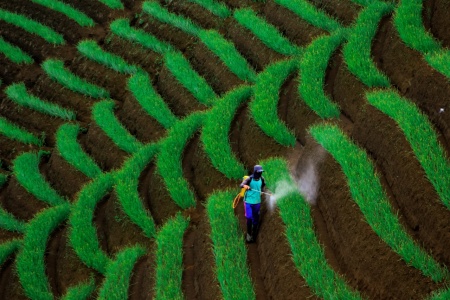 Petani daun bawang