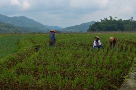 Petani sedang merawat tanaman