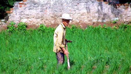 Petani tua