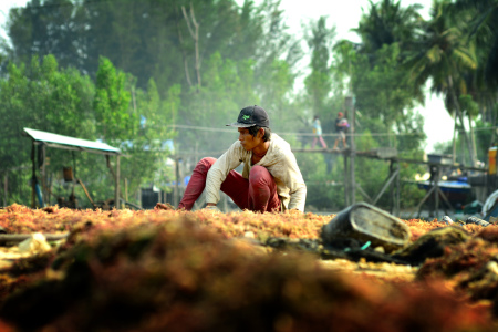 PENJEMURAN RUMPUT LAUT