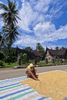 Menjemur Padi Hasil Sawah Sendiri