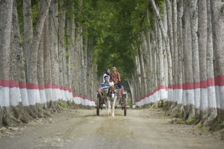 Melewati Lorong Kebun