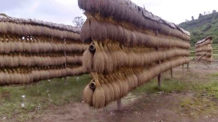 Pengeringan Padi di Lebak