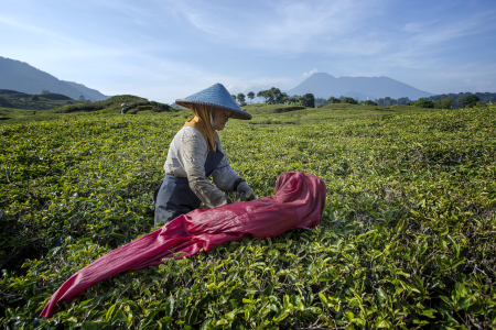 Aktifitas Pagi Buruh Kebun Teh Cibulao