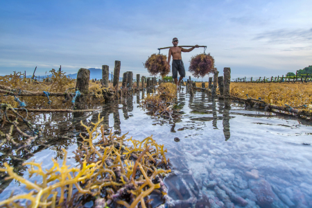 aktifitas petani Rumput Laut