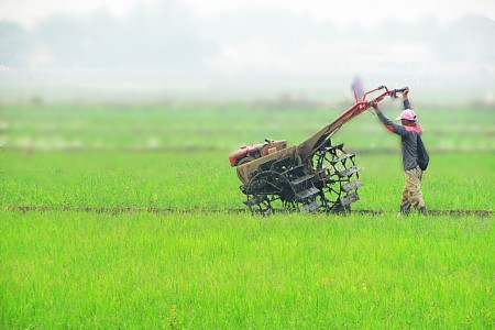 Masih tetep kaya kmaren menggarap sawah