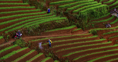 Petani Bawang Argapura Majalengka