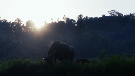 Menyambut pagi