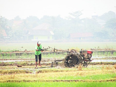 Menggarap sawah