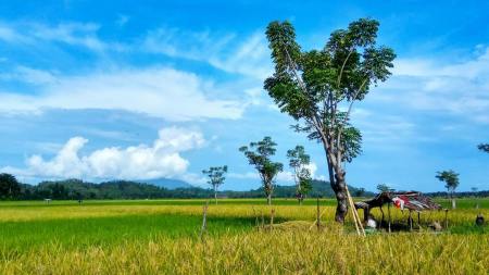 Senyum langit terhadap padi sawah kami