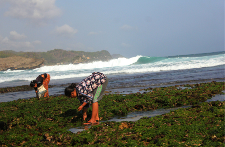 Mencari Rumput Laut