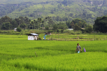 Kesegaran dan Keindahan Desa