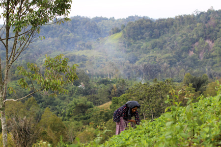 Kegiatan berladang di pagi hari