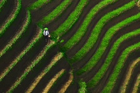 Petani Bawang di Terasering Panyaweuyan Argapura