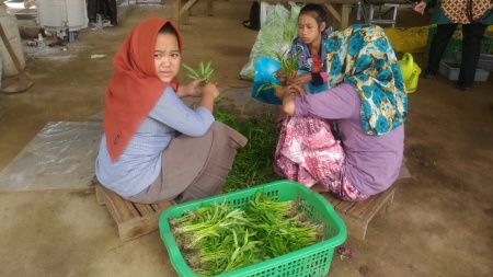 Sortasi Kangkung Organik