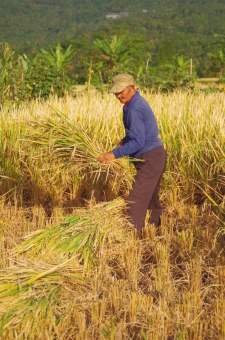 Panen Raya 2