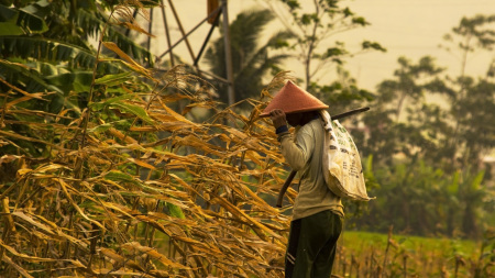 petani hebat