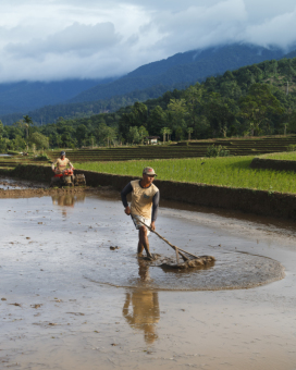 Petani Kemumu