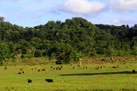 'Banteng Jawa'