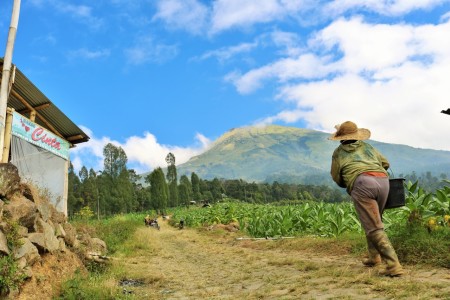 Nafas Kehidupan dari tembakau