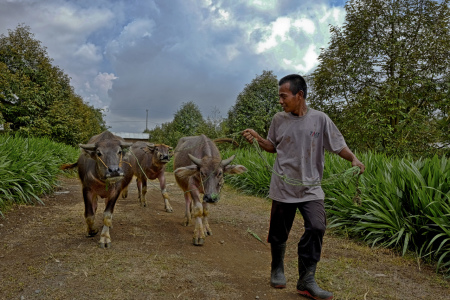 Ternak Kerbau Di antara Kebun Durian