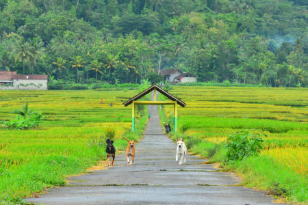 Indahnya Kampungku