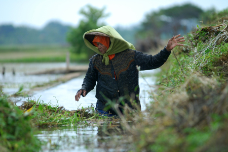 pembersih gorong sawah