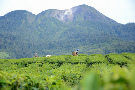 Petani Kebun Teh