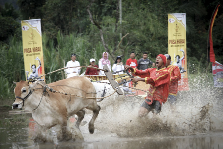 Alek Pacu Jawi