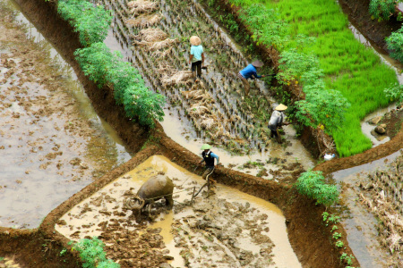 Bersama Membajak Sawah