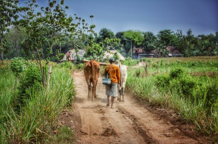 Bajak traditional yang semakin langka