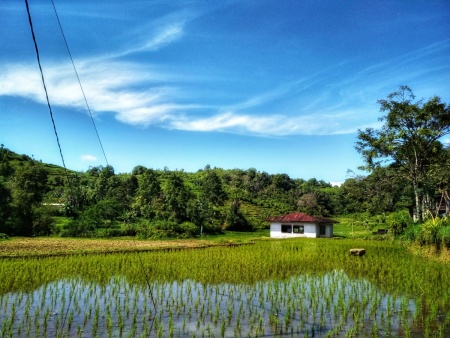 pemandian di tengah sawah