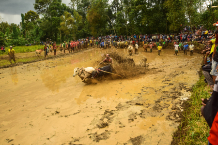 pacu jawi