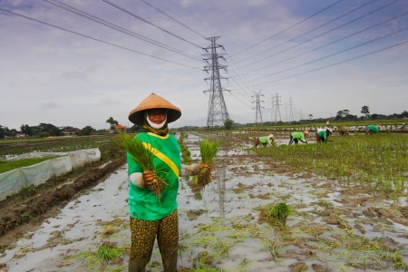 Wajah para petani