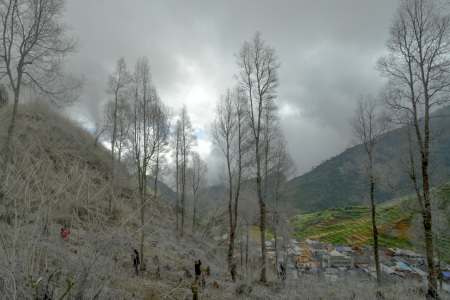 Hutan Putih Kmpung Praten