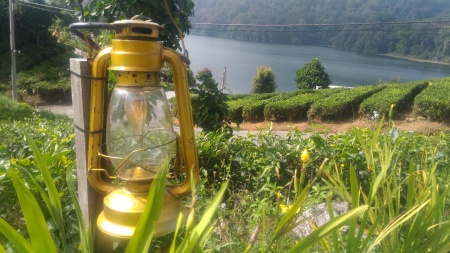 Lampu Minyak dalam hamparan hijau kebun teh