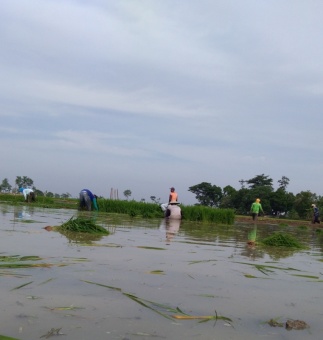 Kebersamaan Penduduk Desa Kalen Suda saat Masa Tanam Padi