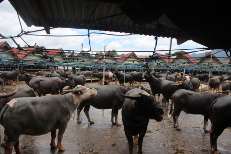 Pasar kerbau terbesar di dunia