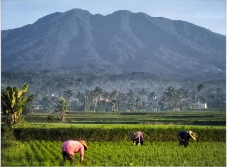 Petani dengan aktifitasnya di pagi hari