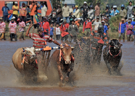 Karapan Sapi Brujul Probolinggo