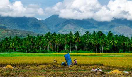 Panen Padi