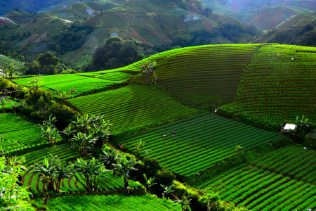 Indahnya Kebun Bawangku