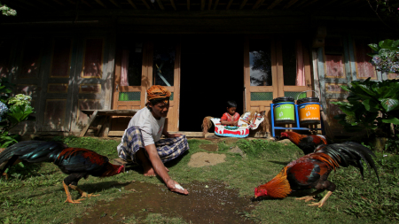 Memberi Makan Ayam